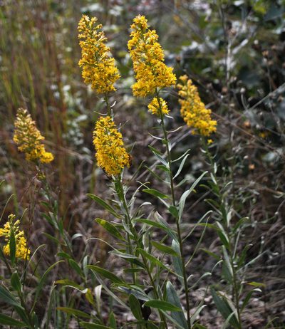 Solidago rigidiuscula, photographed by aarongunnar