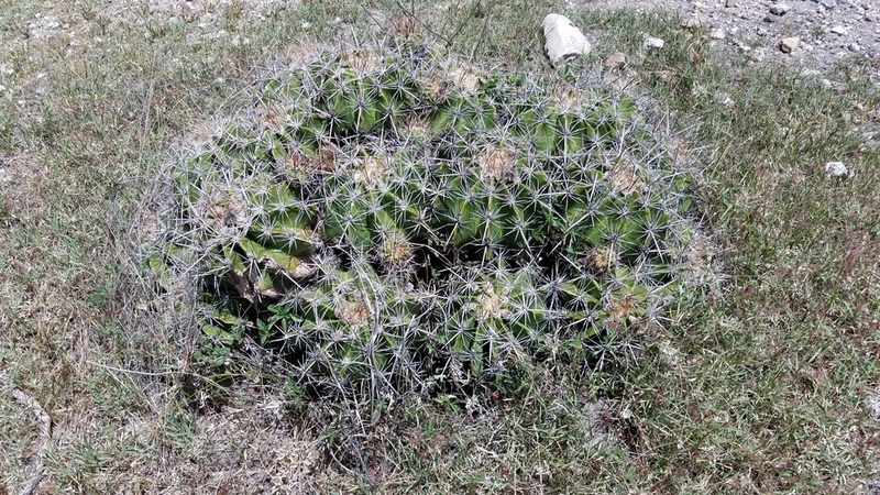 Ferocactus flavovirens, photographed by Alan Rockefeller