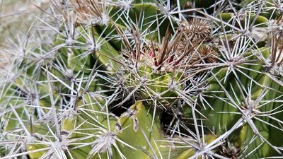 Ferocactus flavovirens, photographed by Alan Rockefeller