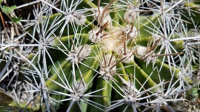 Ferocactus flavovirens, photographed by Alan Rockefeller