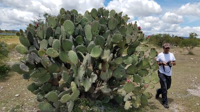 Opuntia pilifera, photographed by Alan Rockefeller