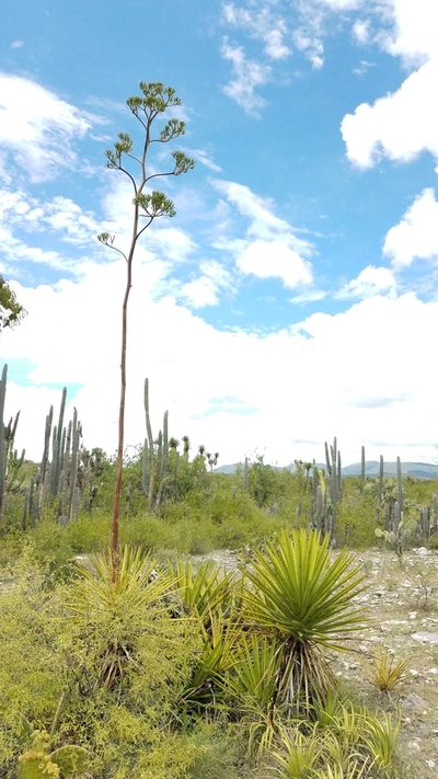 Agave karwinskii, photographed by Alan Rockefeller