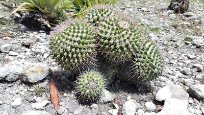 Mammillaria carnea, photographed by Alan Rockefeller