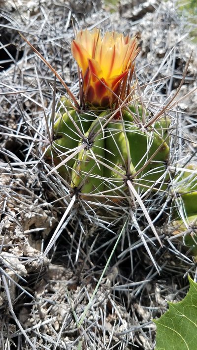 Ferocactus robustus, photographed by Alan Rockefeller