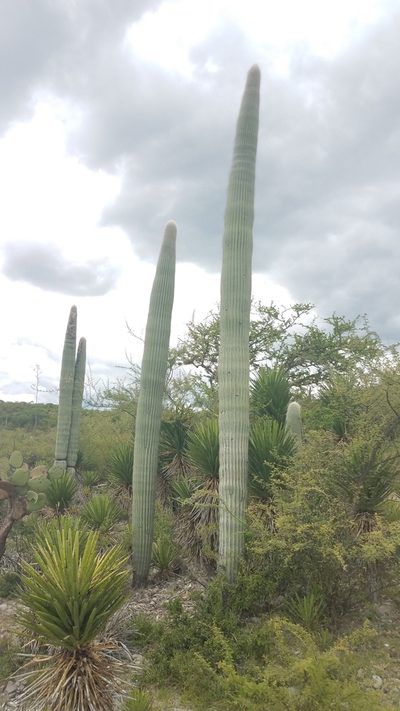 Cephalocereus columna-trajani, photographed by Alan Rockefeller