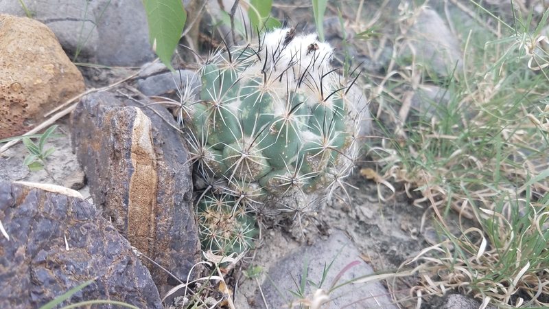 Coryphantha pallida, photographed by Alan Rockefeller