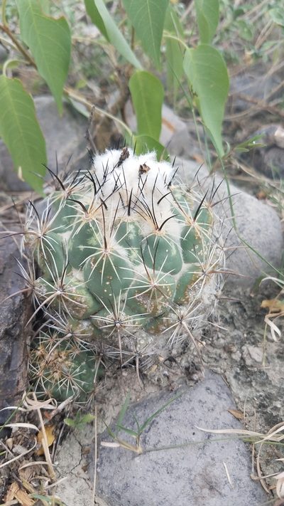 Coryphantha pallida, photographed by Alan Rockefeller