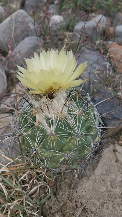 Coryphantha pallida, photographed by Alan Rockefeller