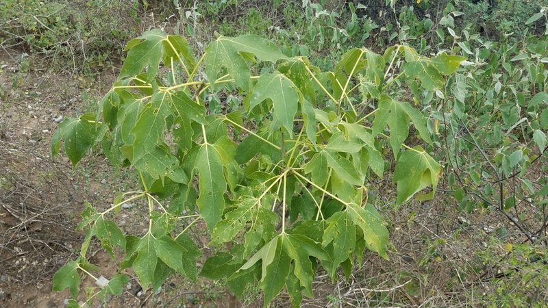 Gyrocarpus mocinoi, photographed by Alan Rockefeller