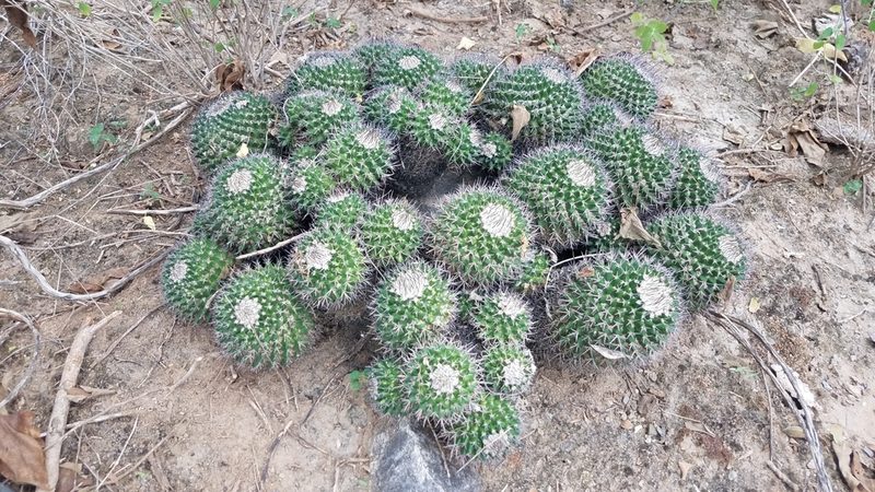 Mammillaria carnea, photographed by Alan Rockefeller
