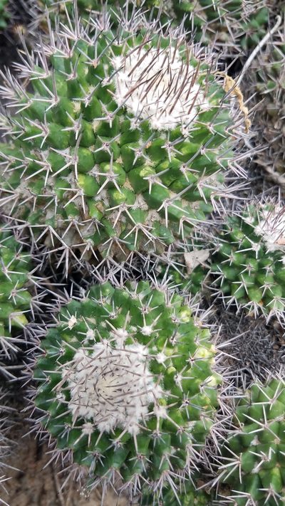Mammillaria carnea, photographed by Alan Rockefeller