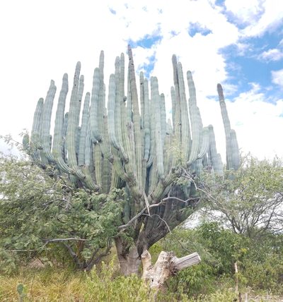 Pachycereus weberi, photographed by Alan Rockefeller