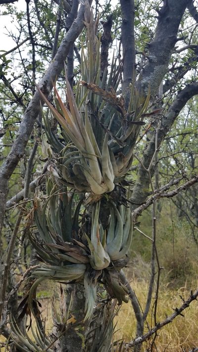 Tillandsia circinnatioides, photographed by Alan Rockefeller
