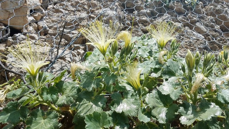 Eucnide grandiflora, photographed by Alan Rockefeller