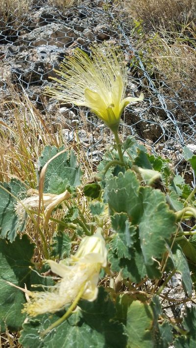 Eucnide grandiflora, photographed by Alan Rockefeller
