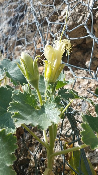 Eucnide grandiflora, photographed by Alan Rockefeller
