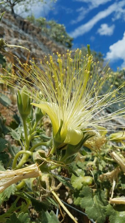 Eucnide grandiflora, photographed by Alan Rockefeller