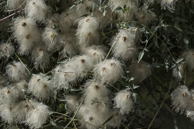 Clematis orientalis, photographed by Craig Martin