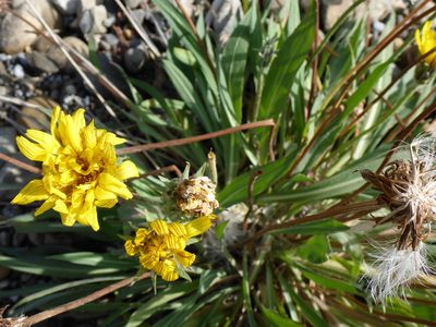 Agoseris glauca, photographed by mfeaver