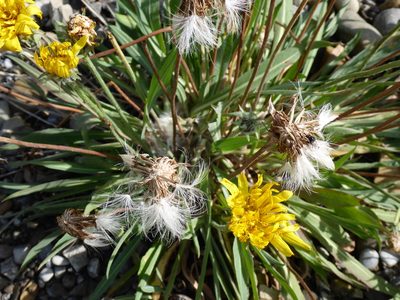 Agoseris glauca, photographed by mfeaver