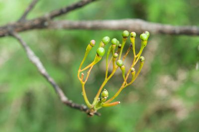 Sassafras randaiense, photographed by Cheng-Tao Lin