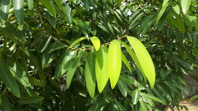 Cinnamomum iners, photographed by Ong Jyh Seng