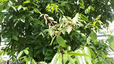 Cinnamomum iners, photographed by Ong Jyh Seng