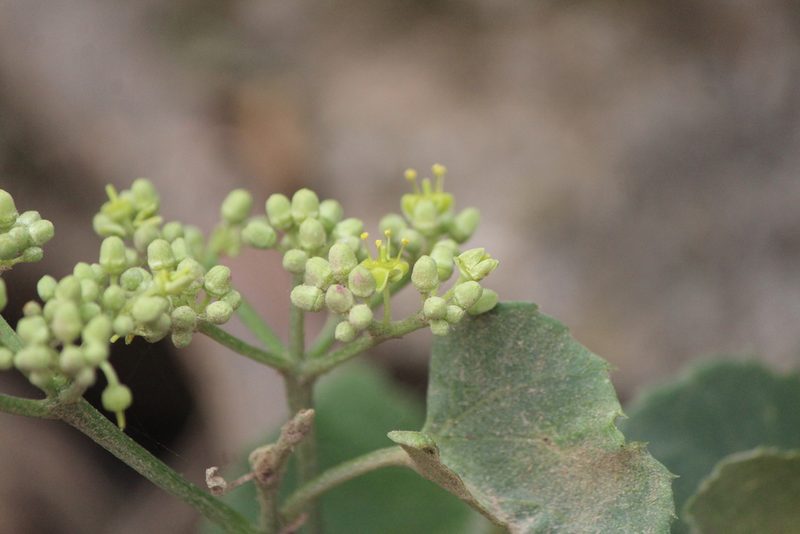 Cissus tiliacea, photographed by José Belem Hernández Díaz