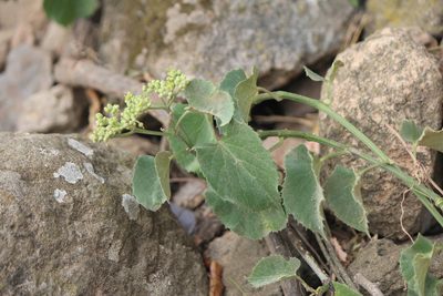 Cissus tiliacea, photographed by José Belem Hernández Díaz