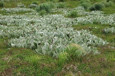 Pleurophyllum hookeri, photographed by John Barkla