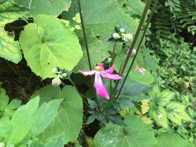 Eriocapitella japonica, photographed by Luka S. (someplant)