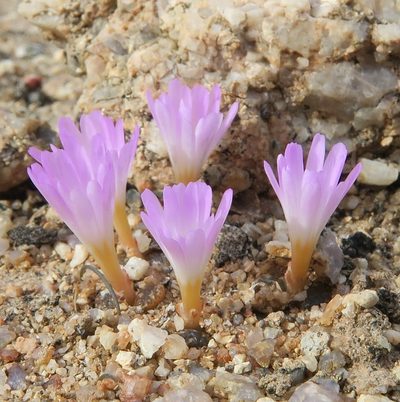 Conophytum pellucidum, photographed by Kevin Murray