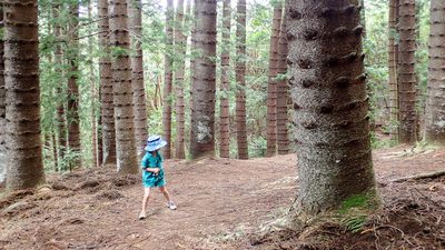 Araucaria columnaris, photographed by naokitakebayashi