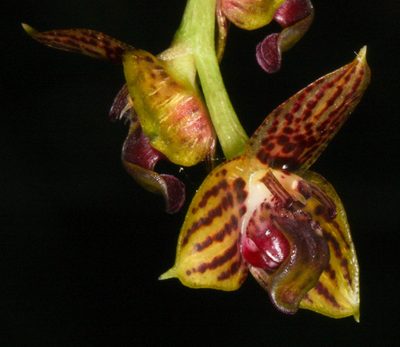 Bulbophyllum francoisii, photographed by Scott Loarie