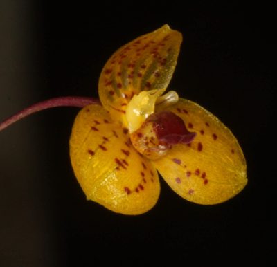 Bulbophyllum analamazoatrae, photographed by Scott Loarie