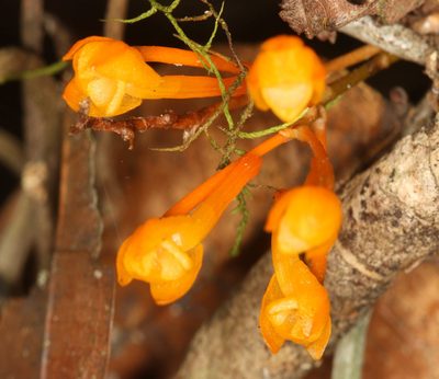 Microcoelia gilpiniae, photographed by Scott Loarie