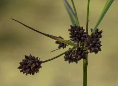 Scirpus hattorianus, photographed by aarongunnar