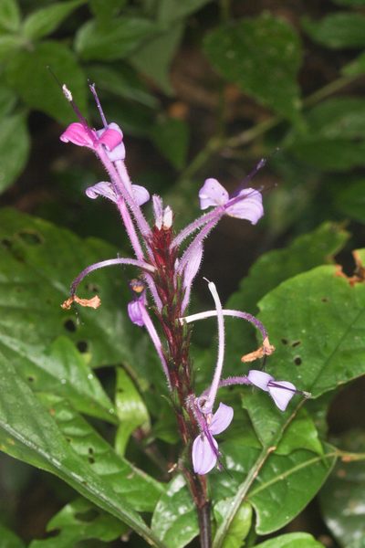 Brachystephanus lyallii, photographed by Scott Loarie