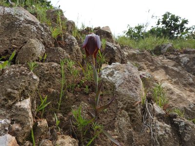 Calochortus purpureus, photographed by Oscar Alejandro Morales Juárez