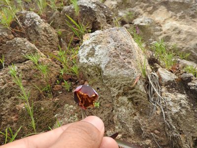 Calochortus purpureus, photographed by Oscar Alejandro Morales Juárez