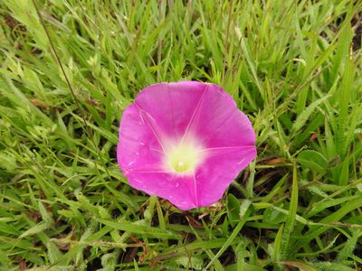 Ipomoea hartwegii, photographed by Oscar Alejandro Morales Juárez