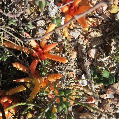 Hyobanche rubra, photographed by Di Turner