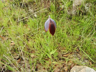 Calochortus purpureus, photographed by Oscar Alejandro Morales Juárez