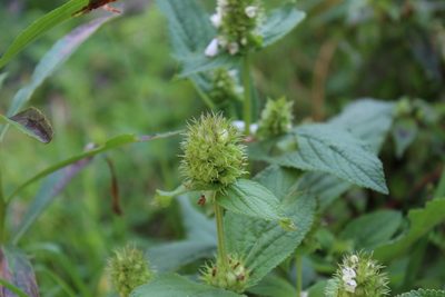 Lepechinia caulescens, photographed by Said Jimenez