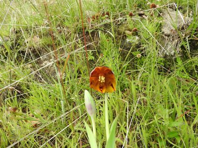 Calochortus purpureus, photographed by Oscar Alejandro Morales Juárez