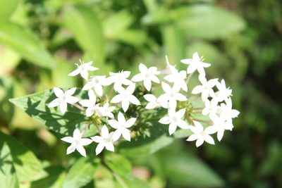 Crusea longiflora, photographed by Said Jimenez