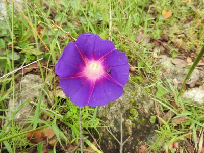 Ipomoea emetica, photographed by Oscar Alejandro Morales Juárez
