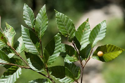 Fagus hayatae, photographed by Cheng-Tao Lin