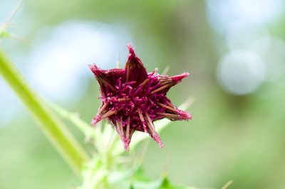 Cirsium suzukii, photographed by Cheng-Tao Lin