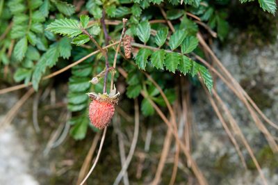 Rubus taiwanicola, photographed by Cheng-Tao Lin